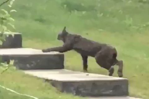 Schwarzer Luchs erstmals gefilmt: unglaubliche Aufnahmen