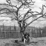 Ein alter Mann sitzt unter einem kargen Baum