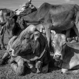 Junge Kühe nach dem Grasen