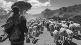 Ein Maasai treibt eine Herde Ziegen