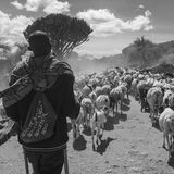 Ein Maasai treibt eine Herde Ziegen