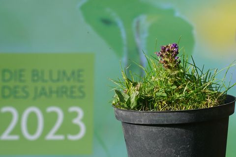 Die Kleine Braunelle (Prunella vulgaris) steht vor einem Plakat mit der Aufschrift "Blume des Jahres 2023"