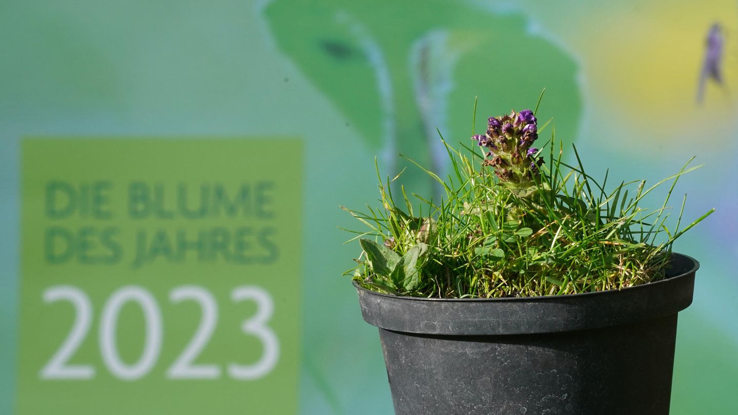 Die Kleine Braunelle (Prunella vulgaris) steht vor einem Plakat mit der Aufschrift "Blume des Jahres 2023"
