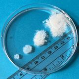 Entwicklungsstufen, Schwangerschaftswochen fünf bis acht