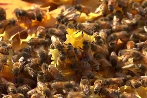 Gegen Räumungsbefehl gewehrt: Imkerin lässt Bienenschwarm auf Polizisten los