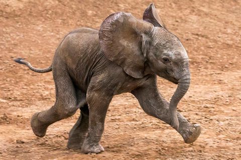 Ein Baby-Elefant rennt auf lehmiger Erde