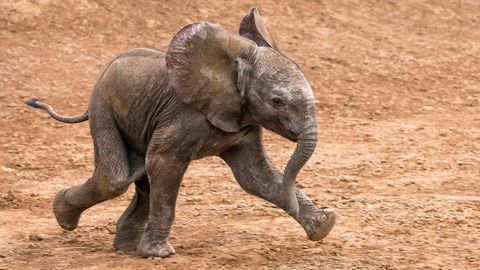 Ein Baby-Elefant rennt auf lehmiger Erde