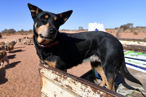 Ein Australien Kelpie steht auf einem Wagen neben Schafen