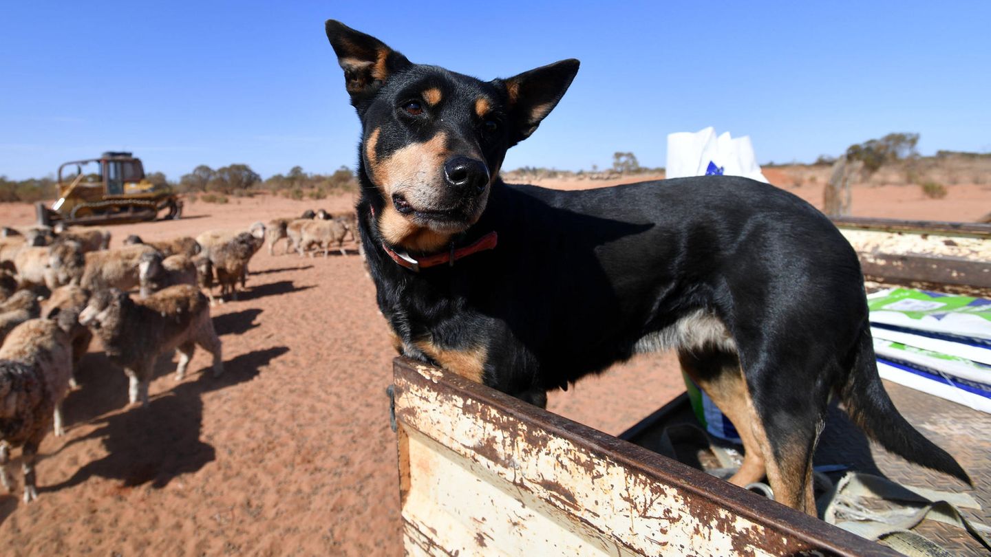 Ein Australien Kelpie steht auf einem Wagen neben Schafen