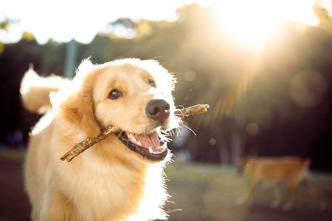 Perfektes Tackling: Junger Hund bringt Besitzerin zu Fall