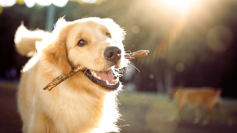 Perfektes Tackling: Junger Hund bringt Besitzerin zu Fall Perfektes Tackling: Junger Hund bringt Besitzerin zu Fall