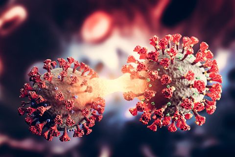 Neue Mutation des Coronavirus Cerberus