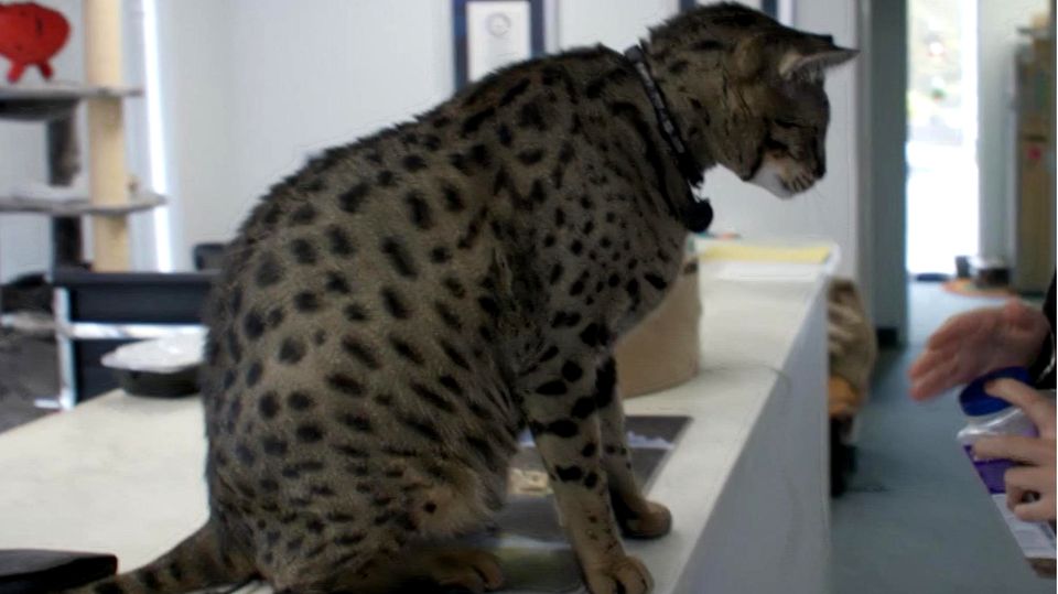 XXL-Kater wiegt 16 Kilogramm: Fenrir ist die größte Katze der Welt