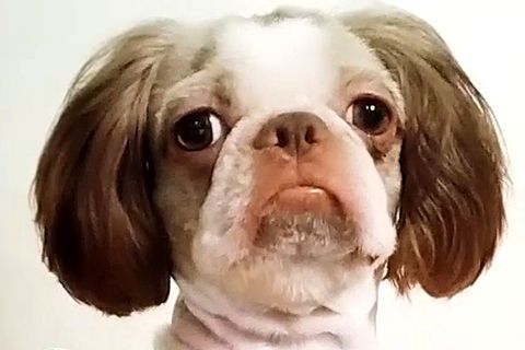 Witzig Aufnahmen: Hund gefällt neuer Haarschnitt gar nicht