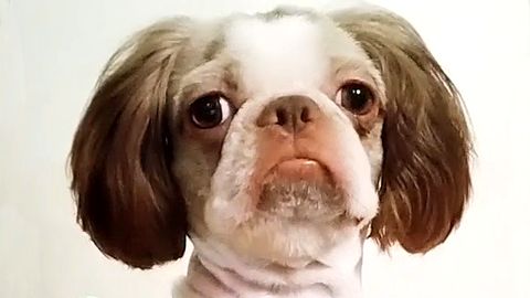Witzig Aufnahmen: Hund gefällt neuer Haarschnitt gar nicht