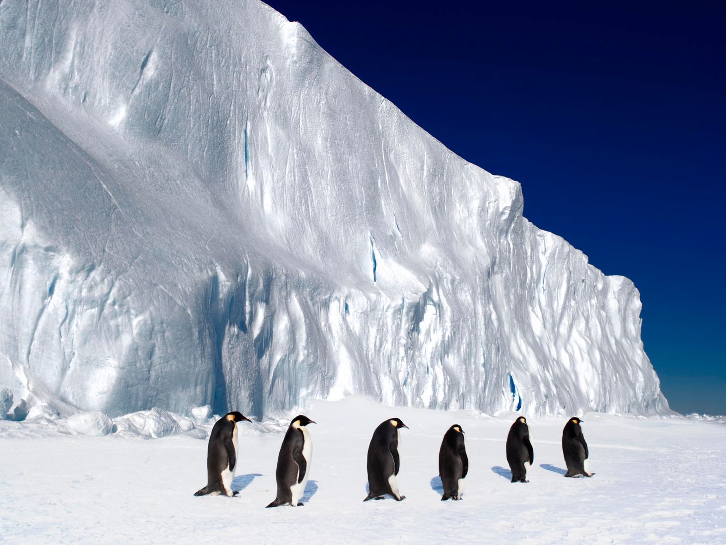 Mehr Regen bedroht die Pinguine der Antarktis - Natur -  ›  Wissenschaft