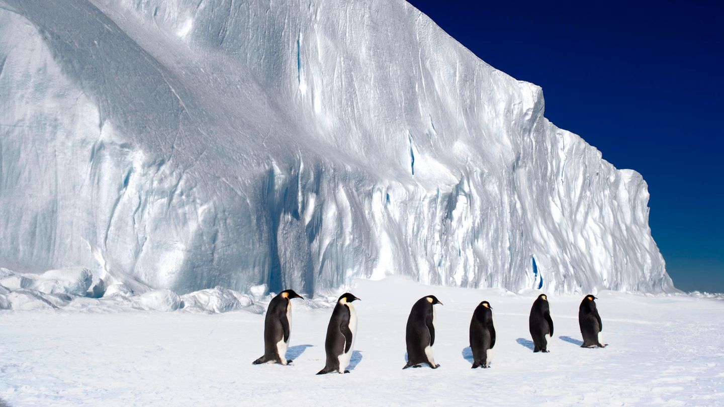 Kaiserpinguine gehen hintereinander am Kap Washington