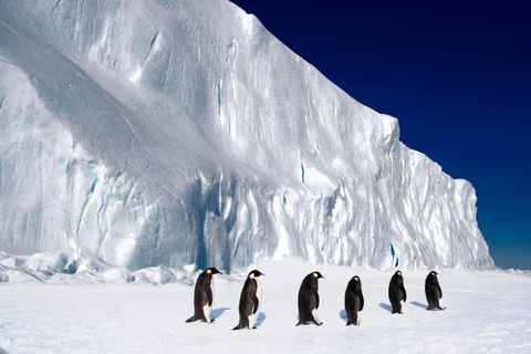 Kaiserpinguine gehen hintereinander am Kap Washington