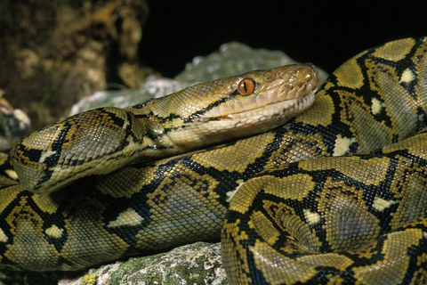 Der Python soll rund sechs Meter lang gewesen sein (Symbolfoto)