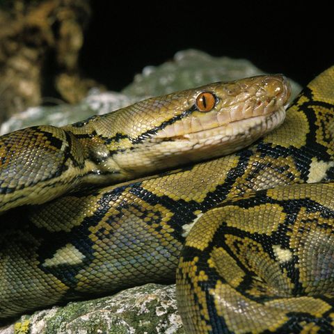 Der Python soll rund sechs Meter lang gewesen sein (Symbolfoto)