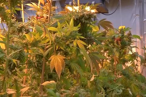 Video: Cannabis-Legalisierung: Bundeskabinett beschließt Eckpunkte