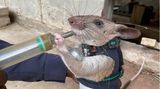 Eine Ratte steht auf den Hinterbeinen und bekommt Essen durch eine Spritze