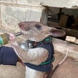 Eine Ratte steht auf den Hinterbeinen und bekommt Essen durch eine Spritze