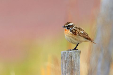 Braunkehlchen Vogel des Jahres