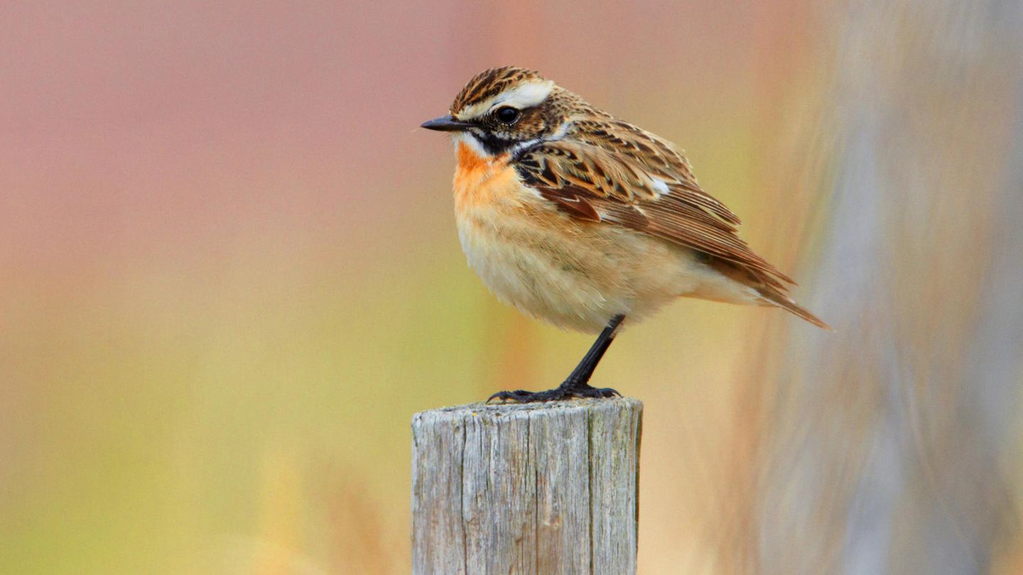Braunkehlchen Vogel des Jahres