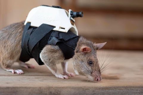 Eine Ratte mit einem weißen Miniatur-Rucksack mit Kamera auf dem Rücken