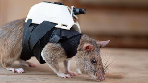 Eine Ratte mit einem weißen Miniatur-Rucksack mit Kamera auf dem Rücken
