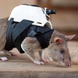 Eine Ratte mit einem weißen Miniatur-Rucksack mit Kamera auf dem Rücken