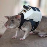 Der Mini-Rucksack, den die Ratten dabei tragen sollen, wird von einem Team aus Ingenieuren noch weiter entwickelt. Eine Kamera enthält er bereits, ein Tracking-Gerät und ein Mikrofon für die Kommunikation zwischen Opfer und Helfer soll noch dazukommen.