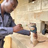 Ein Mann füttert eine Ratte mit einer Spritze