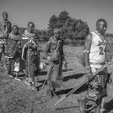 Eine Gruppe Maasai auf dem Weg zu dem Haus des Bräutigams