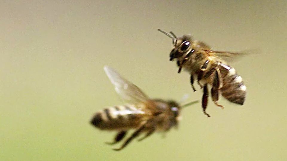 Bienen: Schutz vor fieser Krankheit: USA genehmigen erstmals Impfung für Honigbienen