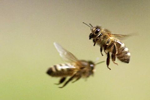 Studie aus Bristol: Elektrische Felder: Schwärmende Bienen könnten das Wetter verändern