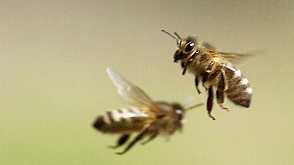 Studie aus Bristol: Elektrische Felder: Schwärmende Bienen könnten das Wetter verändern