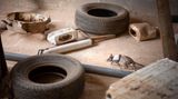 Eine Ratte zwischen Geröll und Autoreifen