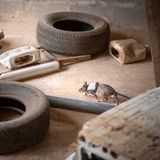 Eine Ratte zwischen Geröll und Autoreifen