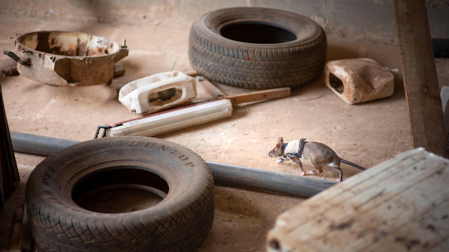 Eine Ratte zwischen Geröll und Autoreifen