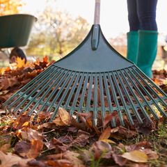 Laubrechen Kauftipps: Nahaufnahme eines Laubrechens bei der Arbeit