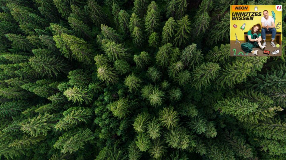 Wald: Viele spannende Fakten rund um Bäume