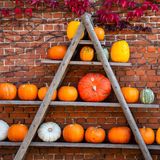 Kürbisse stehen auf einem Regal im Landkreis Diepholz