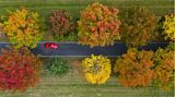 Bunte Farbtupfen in Brandenburg: Auf einer Landstraße bei Calau zeigt sich die ganze Farbenpracht des Herbstes.