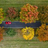 Bunte Farbtupfen in Brandenburg: Auf einer Landstraße bei Calau zeigt sich die ganze Farbenpracht des Herbstes.
