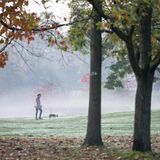 Auch der morgendliche Nebel gehört zum Herbst dazu. Hier geht eine Frau mit ihrem Hund im Rebstockpark in Frankfurt am Main spazieren.