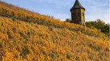 Die Weinernte ist vielerorts schon abgeschlossen, die Weinberge aber versprühen im Herbst noch ihren Reiz.  Unterhalb des Drachenfelsens in Königswinter in Nordrhein-Westfalen leuchtet dieser Weinberg in herrlichem gelb.
