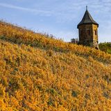 Die Weinernte ist vielerorts schon abgeschlossen, die Weinberge aber versprühen im Herbst noch ihren Reiz.  Unterhalb des Drachenfelsens in Königswinter in Nordrhein-Westfalen leuchtet dieser Weinberg in herrlichem gelb.