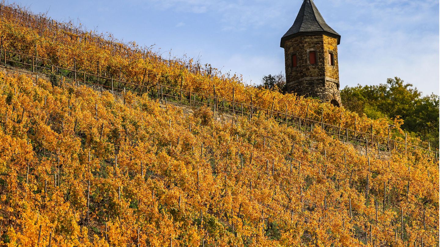 Die Weinernte ist vielerorts schon abgeschlossen, die Weinberge aber versprühen im Herbst noch ihren Reiz.  Unterhalb des Drachenfelsens in Königswinter in Nordrhein-Westfalen leuchtet dieser Weinberg in herrlichem gelb.